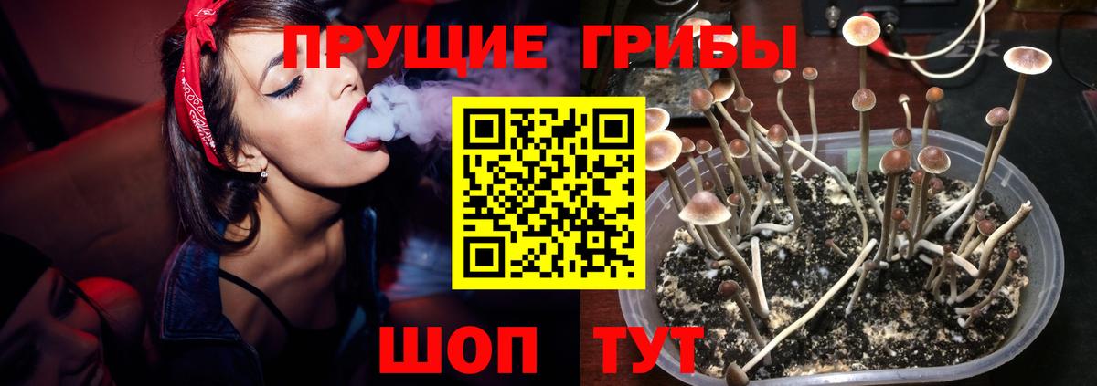Галлюциногенные грибы Psilocybe Шатура